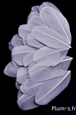 Petali in piume - 6-8 cm x 3-4 cm - grigi